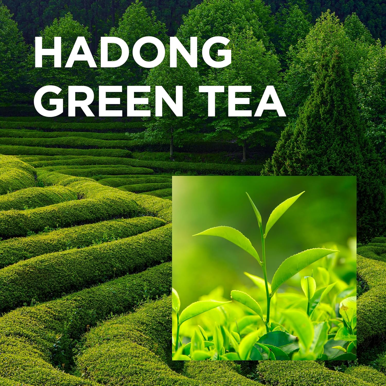 A1BQxcbbfDL._SL1500_ (1)